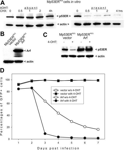 Figure 3. p53ERTAM stability in Mdm2-and Arf-overexpressing cells. (A) Immunoblotting detecting p53ERTAM in cycloheximide (CHX)–treated Mp53ERRES cells in the absence (left panel) and the presence (right panel) of 4OHT. (B) Immunoblotting detecting Arf in Mp53ERRES cells infected with the control (“vector”) and the Arf-transducing (“Arf”) retroviruses. (C) Immunoblotting detecting p53ERTAM in the same cultures. Where indicated, cells were pretreated with 4OHT for 3 hours. (D) Selection against Arf-overexpressing Mp53ERRES cells in mixed cultures. When indicated, 4OHT was added on day 2 after infection.