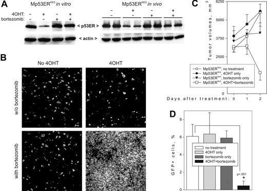 Figure 4. Restoration of apoptotic responses and tumor regression by bortezomib. (A) Immunoblotting detecting p53ERTAM in Mp53ERRES cells (left) and tumors (right) treated with 4OHT or bortezomib or both. For the in vivo experiment, 2 independent tumors were included in each treatment group. (B) TUNEL staining of the same tumors. Images were captured and processed as described in Figure 2A. (C) Kinetics of tumor growth in 4OHT- or bortezomib-treated animals. Each group contained 4 mice; error bars represent SD. (D) The effects of 4OHT and bortezomib on circulation of neoplastic cells in peripheral blood following tail vein injections. Each group contained 5 mice; error bars represent SD.
