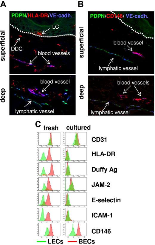 Figure 4. Expression profiling-defined BEC-specific proteins are expressed in vivo but lost in vitro. (A-B) In normal human skin, BECs but not LECs express MHC class II and melanoma cell adhesion molecule (MCAM)/CD146. Sections (7 μm) of snap-frozen normal human skin were subjected to triple immunolabeling using Abs specific for VE-cadherin (blue), PDPN (green), and MHC class II (red) (A) or CD146 (red) (B) and confocal laser scanning microscopy. Uniform MHC class II (A) and CD146 expression (B) by VE-cadherin+PDPN− blood vessel ECs is shown by purple coloration of these vessels in the overlay exposures. In contrast, VE-cadherin+PDPN+ lymph vessel ECs fail to express MHC class II (A) or CD146 (B). Images shown in the upper and lower panels were taken from areas containing the superficial and the deep vascular plexus of the skin, respectively. Dotted lines in the upper panels denote the epidermodermal junction. MHC class II+VE-cadherin− cells in panel A are epidermal LCs and DDCs. BEC-restricted protein expression in normal human skin was also verified for Duffy antigen, junctional adhesion molecule (JAM2), C1q receptor protein 1 (C1QRp1), and E- and P-selectin (data not shown). (C) Most identified BEC-restricted antigens are expressed by freshly isolated cells but are lost in cell culture. BECs (red histograms) and LECs (green histograms) either freshly isolated (left) or cultured (right) were immunostained with mAbs recognizing the indicated pan-EC (CD31) or BEC-restricted antigens (HLA-DR, Duffy antigen, JAM2, E-selectin, ICAM-1, CD146) and analyzed by flow cytometry. Cultured, nonproliferative BECs and LECs were harvested from confluent cultures at passage 4. Note that, although BEC-restricted antigen expression clearly separated freshly isolated BECs from freshly isolated LECs, this divergent expression was lost in cultured ECs mostly because of a dramatic down-regulation of antigen expression in BECs. The only notable exception is the preferential expression CD146 in BECs that is maintained in culture.