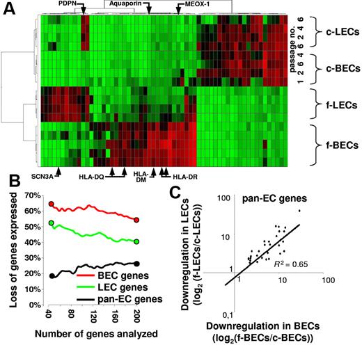 Figure 5. BEC- and LEC-defining gene expression is lost in vitro. (A) BEC and LEC transcriptomes are most divergent in vivo but assimilate in vitro. The 60 genes showing the highest coefficient of variation of expression in normalized datasets from freshly isolated (f)–BECs, f-LECs, cultured (c)–BECs, and c-LECs harvested at the indicated passages (passage 1 to 6) were subjected to unsupervised hierarchical clustering. Each column shows the expression of one gene in the various samples analyzed and color ranges indicate the relative expression level (red, high; green, low). Note that 2 distinctive clusters of expressed genes define f-BECs and f-LECs. With few exceptions (eg, PDPN), both gene expression patterns are lost in vitro. (B-C) Preferential loss of in vivo BEC- and LEC-defining gene expression but maintenance of pan-EC gene expression in vitro. Pan-EC–specific genes (black symbols), BEC-specific genes (red symbols), and LEC-specific genes (green symbols) were ranked according to their power to discriminate ECs from non-ECs, BECs from LECs, and LECs from BECs. The percentage of genes that were down-regulated at least 5-fold in the comparison of fresh and cultured ECs was plotted against the number of ranked genes analyzed. Note that a high percentage of the 40 genes that best discriminate BECs or LECs are down-regulated in vitro. The next 160 ranked genes are lost with much lower prevalence. In contrast, few pan-EC genes are down-regulated in vitro. (C) The alteration of expression of down-regulated pan-EC genes is of similar magnitude in cultured BECs and in cultured LECs. Shown is the expression of genes that are at least 5-fold down-regulated on culture of LECs and BECs. Log2-transformed ratios of mean expression values obtained with fresh and cultured EC subsets are shown. The degree of down-regulation of gene expression is similar in LECs (y-axis) and BECs (x-axis); R2 = 0.65.