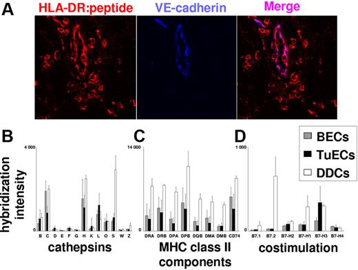 Figure 7. ECs in metastatic melanoma, as normal BECs, express the MHC class II:peptide complexes along with T-cell activation–inhibiting costimulatory molecules. (A) Detection of MHC class II:peptide complexes on tumor ECs. Immunofluorescence double labeling using Abs to MHC class II:peptide complexes (red) and VE-cadherin (blue) were performed on 7-μm snap-frozen sections from freshly excised cutaneous melanoma metastases. Expression of MHC class II:peptide complexes by VE-cadherin+ tumor vessel ECs is shown by purple coloration of these vessels in the overlay exposure. Results are representative for experiments with metastases from 5 donors. (A-C) Normal and tumor ECs express similar amounts of mRNAs coding for proteases relevant for antigen processing and peptide-loading in MHC class II (A), MHC class II and MHC class II-associated molecules (B), as well as T-cell activation–inhibiting costimulatory molecules (C). Normalized expression data were derived from purified TuECs (n = 8), normal BECs (n = 5), and CD1a+ DDCs (n = 3) as obtained by GeneChip analysis. Mean mRNA expression values and standard errors of means are shown for cathepsins B, C, D, E, F, G, H, K, L, O, S, W, and Z (B); HLA-DR, HLA-DP, HLA-DQ, HLA-DM, and invariant chain/CD74 (C); and the costimulatory molecules B7.1, B7.2, B7-H1, B7-H2, B7-H3, and B7-H4 (D).