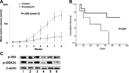 Figure 7. Enzastaurin inhibits human WM cell growth in vivo. (A) Mean tumor volume in the mice treated with enzastaurin (80 mg/kg twice daily) (●) or with vehicle (dextrose 5% in water twice daily) (▵). Error bars indicate the variation of tumor size between mice in each group. (B) Kaplan-Meier survival curve. Enzastaurin increased survival in the treated group (solid line, n = 9) compared to the control group treated with vehicle only (dotted line, n = 6) (P = .022). (C) Tumor tissues from mice treated with control vehicle (n = 3, rows 1, 2, 3) or daily enzastaurin (n = 3, rows 4, 5, 6) were harvested, processed, and subjected to Western blotting using anti–p-Akt (ser473), anti–p-GSK3β, and anti–β-actin antibodies.