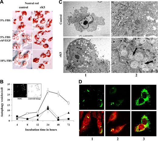 Figure 3. rK5 induces autophagy in HUVECs. (A) HUVECs cultured in different conditions (5% FBS in M199, 5% FBS in M199 supplemented with 40 ng/mL VEGF, and 10% FBS in M199) were treated with 1.5 μg/mL rK5 for 24 hours and stained with neutral red as described previously.27 Phase-contrast images were recorded at 400× magnification using an Olympus BX60 upright microscope (Olympus, Center Valley, PA). There was an increase in the intensity and size of neutral red–positive vesicles in rK5-treated cells compared with control cultures. (B) Kinetic study of rK5-induced autophagy in endothelial cells. HUVECs were treated with 1.5 μg/mL of rK5 for the indicated time periods (□). Autophagic vesicles were labeled by 0.05 mM MDC and recorded by confocal microscopy at 600× magnification at different time points. The number of autophagic vesicles per cell was determined by an image analysis program as described in “Materials and methods.” Untreated cultures (■) and cultures treated with 1.5 μg/mL purified rAAV-GFP CM (▴). Values are shown as means ± SE. Inset: representative grayscale image of MDC-labeled HUVECs; digital centroid images are shown. Cells were treated by rK5 in the presence of VEGF. Images were recorded after 24 hours of treatment with rK5. (C) TEM analysis of HUVECs treated with 1.5 μg/mL rK5. Treated and control HUVECs were processed for TEM as described previously.20 Images were recorded at 5000× magnification (column 1) and 20 000× magnification (column 2) using a JEOL 1200 EX transmission electron microscope (JEOL, Peabody, MA). Note the presence of double-membrane autophagosomes and single-membrane autolysosomes that contained disintegrated materials clustering at the perinuclear sites (arrows). The nucleus and the cellular membrane structures of both control and treated cell remained intact. (D) rK5-induced autophagy was detected by LC3-GFP. HUVECs were transfected with LC3-GFP using Lipofectamine 2000 (Invitrogen). Transiently transfected cells were treated by 1.5 μg/mL rK5 in the presence of VEGF (40 ng/mL; column 3). Transfected HUVECs cultured with 40 ng/mL VEGF (column 2) or without (column 1) was used as control. After 24 hours of treatment, LC3-GFP–labeled cells (top row) were colocalized with mitochondria labeled with Mitotracker Red (bottom row). Confocal images were obtained at 600× magnification.