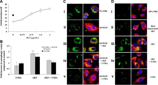 Figure 4. rK5-induced autophagy in HUVECs is independent of nutrient deprivation-induced stress response. (A) LAMP1-GFP–transfected HUVECs were treated with different concentrations of rK5 cultured in M199 containing 5% FBS and supplemented with 40 ng/mL VEGF (□). After 24 hours of treatment, random fields of confocal microscopy images were recorded at 600× magnification and processed as described in “Materials and methods” to determine the number of autolysosomes per cell. Transfected HUVECs in serum-reduced medium (■) was used as a positive control. Values are shown as means ± SE. (B) LAMP1-GFP–transfected HUVECs cultured either in 5% FBS supplemented with VEGF or 10% FBS medium were treated with rK5 in the presence or absence of 3-MA. The number of LAMP1-GFP+ vesicles per cell was quantified. Values are presented as fold increase when compared with the control group (**P < .001; n = 3). The number of vesicles per cell in the control group was considered the basal level (1.0). Values are shown as means ± SE. (C) Representative confocal images of LAMP1-GFP–transfected HUVECs cultured in 5% FBS with (Cii-v) or without (Ci) VEGF. Transfected cells were treated with rK5 (1.5 μg/mL) in the presence (Ciii) or absence (Civ) of 5 mM 3-MA. LAMP1-GFP+ vesicles (left column) were colocalized with mitochondria (Mitotracker Red staining). Confocal images were recorded at 600× magnification. (D) Representative confocal images of HUVECs cultured in 10% FBS in the absence (Di) or presence (Diii) of rK5. As a control, heat-inactivated rK5 (Dii) was used. Control (Dv) and rK5-treated cultures (Div) were exposed to 5 mM 3-MA. LAMP1-GFP–labeled cells from different treatment groups (left column) were merged with the DAPI and Mitotracker Red images.