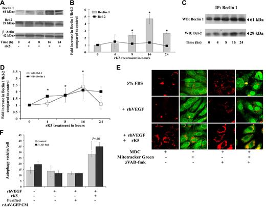 Figure 6. Effects of rK5 on endothelial cells are mediated via Beclin 1/Bcl-2 interactions. (A) Representative Western blot analysis for Beclin 1, Bcl-2, and β-actin in rK5-treated HUVECs. Total-cell lysates from rK5-treated HUVECs were collected at different time points and subjected to Western blot analysis. (B) Densitometric analysis of Beclin 1 and Bcl-2 (■) levels. Values were normalized against β-actin and presented as fold increase compared with the basal level (0 hours of treatment). Data represent means of 3 independent blots. Error bars denote SE (*P < .05). (C) Coimmunoprecipitation of Beclin 1 and Bcl-2 in HUVECs. Cells were grown in 5% FBS in M199 medium and supplemented with 40 ng/mL VEGF in the presence of 1.5 μg/mL rK5. Cell lysates from rK5-treated HUVECs were collected at different time points. The lysates (200 μg per sample) were incubated with anti–Beclin 1 antibodies covalently coupled to protein A/G Plus–Sepharose. The immunoprecipitates were analyzed for Beclin 1 and Bcl-2 by immunoblotting. (D) Densitometric analysis of Bcl-2 (□) and Beclin 1 (■) levels. Coimmunoprecipitation experiments were repeated 3 times. Values are presented as fold increase compared with the basal level (0 hours of treatment; *P < .05). Data are shown as means ± SE. (E) HUVECs were treated with 1.5 μg/mL rK5 in the presence of 25 μM zVAD-fmk. Cells were labeled with 0.05 mM MDC (red) and 1 μM Mitotracker Green. Images were recorded using confocal microscopy at 600× magnification and processed as described previously to quantify the number of autophagy vesicles per cell. (F) Values of MDC+ vesicles in rK5-treated HUVECs in the presence or absence of 25 μM zVAD-fmk. Data represent values from 2 independent experiments using triplicate cultures; bars denote SE.