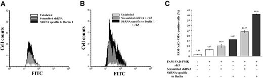 Figure 7. Flow cytometric analysis of HUVECs showing increased levels of activated caspases. HUVECs were cotransfected with a transposon expressing DsRed 2 plasmid and shRNA specific to Beclin 1 or a scrambled shRNA, using Lipofectamine 2000. After 36 hours, transfected HUVECs were treated with 1.5 μg/mL rK5. Treated cells were labeled with green fluorescent-labeled inhibitor of caspases (FLICA) and analyzed by FACS. Transfected HUVECs were gated for DsRed+ cell populations and scored for FAM-VAD-FMK+ cells. (A) Histogram shows FAM-VAD-FMK+ cells in the control, untransfected, scrambled shRNA-transfected, and shRNA specific to Beclin 1–transfected HUVECs. (B) Histogram of rK5-treated HUVECs that were transfected with either shRNA specific to Beclin 1 or scrambled shRNA. (C) Summary of the data from the flow cytometric analyses is depicted as a percentage (mean ± SE) of transfected HUVECs (DsRed 2) positive for the activation of caspases. Each value is a mean of triplicate determinations.