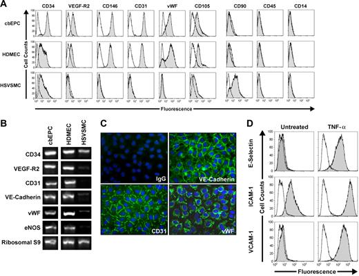 Figure 1. Phenotypic characterization of EPCs. CD31-selected cbEPCs were evaluated at passage 6. HDMECs and HSVSMCs served as positive and negative controls, respectively. (A) Cytometric analysis of cultured cbEPCs for endothelial markers CD34, VEGF-R2, CD146, CD31, VWF, and CD105, the mesenchymal marker CD90, and hematopoietic/monocytic markers CD45 and CD14. Solid gray histograms represent cells stained with fluorescent antibodies. Isotype-matched controls are overlaid in a black line on each histogram. (B) RT-PCR analysis of cbEPCs for endothelial markers CD34, VEGF-R2, CD31, VE-cadherin, VWF, and eNOS (the lanes were rearranged from the same picture to match panel A). (C) Indirect immunofluorescence of cultured cbEPCs grown in confluent monolayer showing positive staining for CD31, VE-cadherin, and VWF. VECTASHIELD mounting medium with 4,6 diamidino-2-phenylindole (DAPI; Vector Laboratories) was used. Images were taken with a Nikon Eclipse TE300 (Nikon, Melville, NY) using Spot Advance 3.5.9 software (Diagnostic Instruments) and a 20×/0.45 objective lens. Images were assembled into multipanel figures using Adobe Illustrator CS 11.0.0. (D) Up-regulation of E-selectin, ICAM-1, and VCAM-1 in cultured cbEPCs in response to TNF-α. Solid gray histograms represent cells stained with fluorescent antibodies, while black lines correspond to the isotype-matched control fluorescent antibodies.