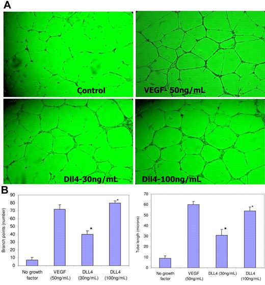 Figure 3. sDll4 induces tubule formation in vitro. (A) HUVECs were cultured on standard Matrigel in growth factor–deficient conditions in triplicates in 2 independent experiments with either sDll4 or VEGF for 24 hours. Shown are representative pictures from triplicate wells repeated twice. (B) Quantitative analysis for tube length and the number of junctions in sDll4-treated HUVECs (Bioquant Image Analysis; mean ± SEM from triplicate wells in 2 repetition experiments). Similar results were seen with human arterial endothelial cell assay (data not shown). *P < .05 compared to no growth factor. Photomicrographs in panel A were taken with a Nikon Plan Fluor ∞, 0.17, 4×/0.12 NA objective and 10× eyepiece and processed with Image-Pro Plus 6.0 (Media Cybernetics, Bethesda, MA).
