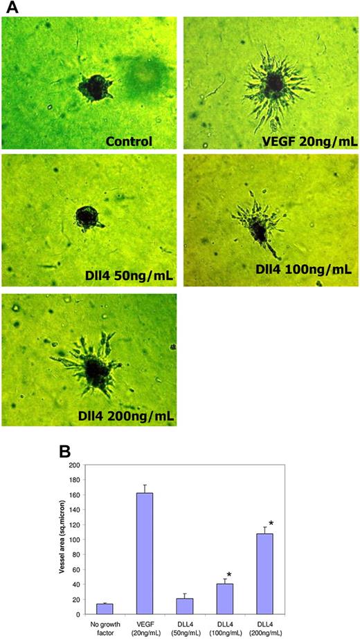 Figure 4. sDll4 induces sprouting in endothelial cell spheroids in vitro. (A) HUVEC spheroids were cultured on Matrigel in growth factor–deficient conditions in triplicates with either sDll4 or VEGF for 24 to 72 hours. Shown are representative pictures using sDll4-His from triplicate wells repeated twice. (B) Quantitative analysis for vascular area is shown (Bioquant Image Analysis; mean ± SEM from triplicate wells in 2 repetition experiments). Similar results were seen with sDll4-Fc (data not shown). Photomicrographs were taken using a Nikon Coolpix 5000 camera and a Carl Zeiss Invertoskop microscope with a Nikon Plan Fluor ∞, 0.17, 4×/0.12 NA objective and 10× eyepiece and processed with Image-Pro Plus 6.0. Experiments were repeated with similar results. (B) *P < .05 compared to no growth factor.