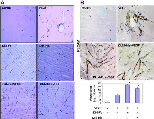 Figure 5. sDll4 induces vessel response but lacks perfusion in murine Matrigel assay. (A) Matrigel was injected subcutaneously into Balb/C nu/nu mice. After 6 days, plugs were removed and processed in paraffin. Individual sections were stained with H&E, and representative photographs at × 20 magnification from triplicate plugs in 2 independent experiments are shown. (B) Matrigel plugs were stained for PECAM. Photomicrographs were taken with an Olympus BX51 microscope with an Olympus UPlan FL ∞, 0.17 20×/0.5 NA dry objective mounted with a Retiga 2000R camera (QImaging, Burnaby, BC, Canada) and processed with Image-Pro Plus 6.0. Quantitation of vascularized area averaged (± SEM) from all plugs (Scion Image software; Scion, Frederick, MD) in bar graph. *P < .05 compared to no growth factor.