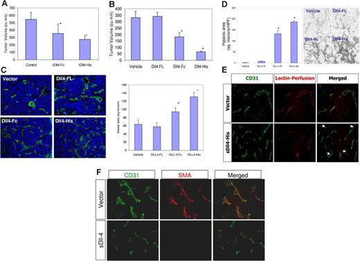 Figure 6. sDll4 inhibits the tumor growth in a murine tumor xenograft model. (A) Mice (n = 6/group) were implanted with 1 × 106 HT29 cells in a Matrigel preparation with PBS or sDll4-Fc or sDll4-His (5 μg/mL) and tumor volumes (mean ± SEM) were measured after 2 weeks; tumors were then harvested and analyzed. Tumor volumes were significantly smaller in the sDll4 arm. *P < .05 compared to control. The experiment was repeated twice. (B) In assessing the effect of endogenous expression of sDll4, HT29 cells were transfected with expression vector with Dll4-FL, sDll4-Fc, sDll4-His, or vector alone. Coexpression of truncated CD4 was done to allow sorting of the transfected cells. Equal numbers of the transfected cells were implanted in mice (n = 6/group). Tumor volumes (mean ± SEM) were assessed. Tumor volumes were significantly smaller in the sDll4 groups. *P < .05 compared to vehicle. (C) Microvasculature was assessed by PECAM immunostaining, and the blood vessel volume was quantitated as described in “Materials and methods.” Mean ± SEM. *P < .05 compared to vehicle. (D) Hypoxy probe was infused prior to tumor harvest; tumor sections were then probed with MAb and fluorescent-labeled secondary antibody as described in “Materials and methods.” Hypoxic areas were quantitated (mean ± SEM) using ImageJ as described in “Materials and methods.” All values are expressed as mean ± SEM. *P < .01. Photomicrographs were taken with a Nikon Eclipse 80 microscope with a Nikon Plan Fluor ∞, 0.17 10×/0.3 NA dry objective mounted with a Photometrics CoolSNAP camera and processed with Metamorph V 6.3r2. (E) Vascular perfusion was determined by injecting fluorescent-labeled lectin 10 to 15 minutes prior to killing mice and harvesting tumors. Lectin was localized to perfused areas, while blood vessels were delineated with PECAM staining. Lectin and PECAM colocalized in control group, while sDll4 group showed marked deficiency of perfusion. (F) Localization of α-SMA in tumor vessel. Control group showed colocalization of α-SMA and PECAM, while sDll4 group had paucity of α-SMA–positive cells in the microvessels.
