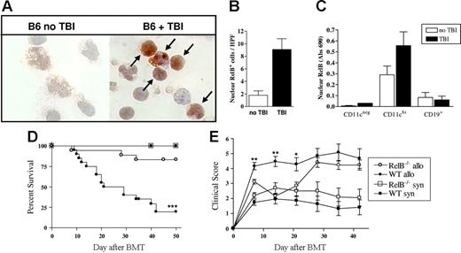 Figure 1. TBI increases nuclear RelB translocation in CD11chi DCs and is necessary for the full development of GVHD. (A) Mice were subjected to TBI, and 24 hours later APCs were enriched from spleens of control or irradiated mice. Cytospins were prepared with 105 cells/slide, fixed, and stained for RelB using an immunoperoxidase technique. RelB is stained with diaminobenzidine (brown), and the nucleus is counterstained with hematoxylin (blue) at magnification ×1000. (B) Nuclear RelB-positive cells were enumerated (arrows in panel A), with a minimum of 10 high-power fields counted per slide. Results are expressed as the mean ± SEM. (C) Spleens were harvested from B6 mice before or 4 hours after TBI, and CD19+, CD11cneg, and CD11chi populations were sort purified. Nuclear protein was extracted, and RelB DNA binding was detected by ELISA as described in “Materials and methods.” Results are expressed as the mean ± SEM of duplicate samples and representative of 2 similar experiments. (D) Survival by Kaplan-Meier analysis. Irradiated WT or RelB−/− BMCs were transplanted with BM and T cells from Balb/c (allo; WT n = 20, RelB−/− n = 18) or B6 donors (syn; WT n = 11, RelB−/− n = 10) as described in “Materials and methods.” ***P < .0001, WT allo versus RelB−/− allo. (E) GVHD clinical scores were determined weekly as described in “Materials and methods.” Results are expressed as the mean ± SEM. **P < .01 and *P < .05, WT allo versus RelB−/− allo. Data were combined from 2 replicate experiments.