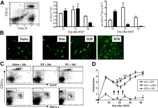 Figure 7. Donor DC reconstitution after BMT and their effect on GVHD. B6D2F1 mice received transplants of WT bone marrow with or without purified WT T cells, and splenocytes were harvested at weekly intervals. (A) DCs were enriched by density-gradient centrifugation and stained with class II-FITC, H2Dd-PE, CD11c-allophycocyanin, and H2Dd-neg CD11chi DCs were gated and enumerated. Results represent mean ± SEM, n = 3/group at each time point. Recipients of TCD BM (□) and BM + T (■) cells are represented. (B) B6D2F1 mice received transplants of c-fms/EGFP “MacGreen” bone marrow supplemented with or without purified WT T cells, and GFP+ Langerhans cells in ear pinnae were visualized by confocal microscopy (Leica Microsystems, Watzlar, Germany) at times indicated. Naive refers to an untreated MacGreen mouse. (C) B6D2F1 recipients were given transplants of CD11c-DTR Tg TCD BM with or without WT T cells and treated with DT or saline (arrows) as described in “Materials and methods.” To examine depletion efficiency and subsequent DC reconstitution, 24 hours and 10 days after the final DT injections, spleens were harvested, density-gradient–enriched, and stained with PDCA-1–PE, 7AAD, and CD11c-allophycocyanin. Shown are TCD BM recipients. (D) GVHD clinical scores were determined weekly as described in “Materials and methods.” Arrows indicate time of DT or saline injections. Data represent mean ± SEM of individual animals. *P < .05, **P < .01; allo + DT versus allo + saline recipients (n = 11-15/group).