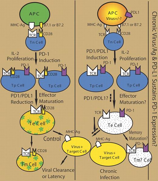 Tn/Tp/Te/Tm cells: naive/primed/effector/memory T cells.