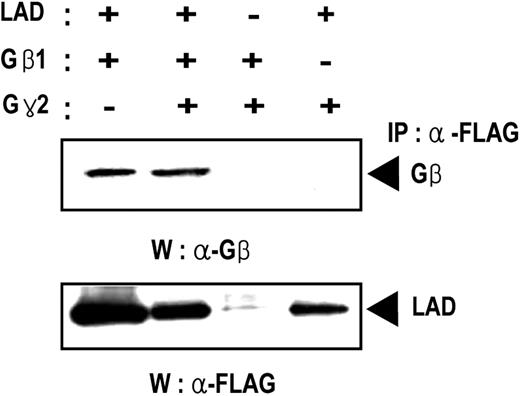Figure 1. Lad associates with Gβ. Cos7 cells were transfected with the indicated combinations of expression plasmids encoding Lad, Gβ, and/or Gγ. After incubation for 48 hours, the cell lysates were subjected to immunoprecipitation with the antiFLAG antibody to precipitate FLAG-tagged Lad. This was followed by Western blotting with antiGβ (upper panel) or antiFLAG (lower panel) antibody.