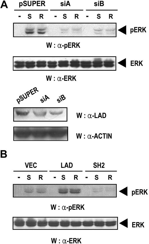 Figure 5. Lad is required for the chemokine-induced activation of ERK. (A) Jurkat T cells transfected with empty pSUPER or pSUPER plasmids expressing SiA or SiB were treated with SDF-1α (S) or RANTES (R) for 10 minutes, and the cell lysates were analyzed by Western blotting with anti–phospho p42/44 ERK antibody (upper panel). The same blot was reprobed with anti–p42/44 ERK antibody to control for the level of ERK (middle panel). The same lysates were also analyzed for the level of endogenous Lad by Western blotting with antiLad antibody (bottom panel). (B) Jurkat T-cell clones that stably expressed Lad or the SH2 domain of Lad were activated and processed as described in panel A.