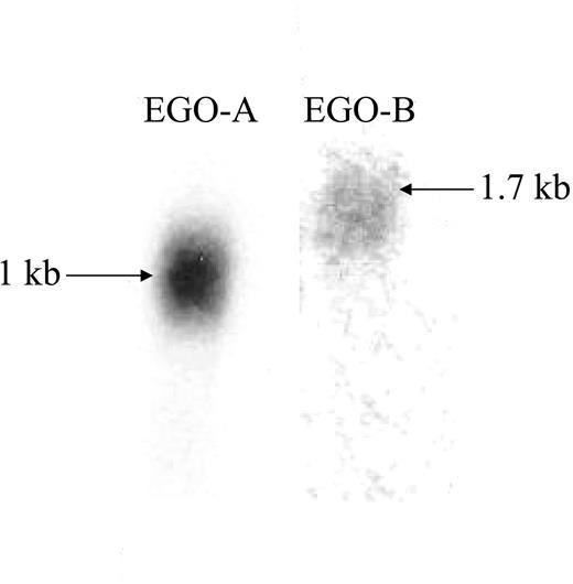 Figure 2. Northern blots of EGO transcripts. Northern blots of TF-1 cell poly A+ RNA hybridized with radiolabeled probe specific for panel A, EGO-A (1 kb), and panel B. EGO-B (1.7 kb). Sequenced splice junction of EGO-B is 4767665 TTCTATCAG…. GCACGATGGT 4766655 and 5′ end of EGO as determined by PCR is 4768306 TTCAAACAG (Figure S2).