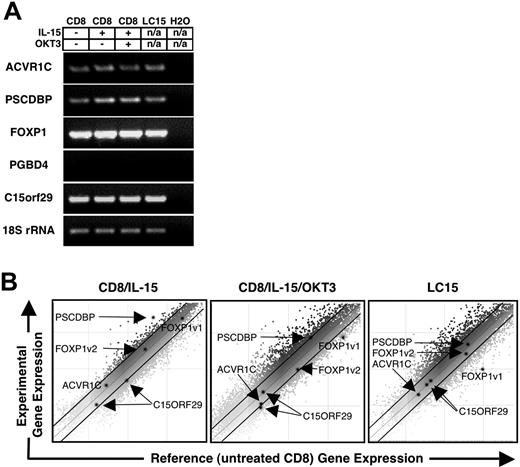 Figure 5. Expression profile of genes flanking the LC15 retroviral vector integration sites. (A) Semiquantitative RT-PCR was performed on RNA extracted from LC15 or control PBLs that were obtained from the same patient used to generate LC15. CD8 cells were isolated from PBLs by negative selection, and RNA was extracted immediately after purification or after an 8-hour exposure to 10 ng IL-15/mL. A fraction of the PBLs were stimulated with OKT3 and cultured with IL-15 (10 ng/mL) for 7 days prior to RNA extraction. Primers were designed to amplify ACVR1C, PSCDBP, FOXP1, PGBD4, and C15orf29 which are genes flanking the retroviral integration sites in LC15. 18S rRNA primers were used as an internal control. (B) Gene expression was also examined using a cDNA array. Untreated CD8+ T cells were used as a reference for all other samples. Gene expression in IL-15–exposed CD8+ cells (left), OKT3-stimulated CD8+ cells cultured in IL-15 (10 ng/mL) for 7 days (middle), and LC15 (right) is depicted. The abscissa represents the relative gene expression minus background in the CD8+ cDNA control. The ordinate represents the relative gene expression minus background of the experimental conditions listed above. The darkened lines on each plot delineate 2-fold differential gene expression. The darkened spots represent ACVR1C, PSCDPB, FOXP1 splice variant 1, FOXP1 splice variant 2, and 2 unique oligos corresponding to C15orf29. OKT3-stimulated CD8+ cells cultured in IL-15, and LC15 exhibited down-regulation of splice variant 1 of FOXP1.