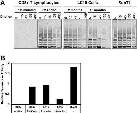 Figure 6. Comparison of telomerase activity in various cell types. (A) Telomerase activity was evaluated in CD8+ T cells, LC15 cells, and the SupT1 lymphoblast line. Naive CD8+ T cells were analyzed directly or after stimulation with 2 nM PMA and 100 nM ionomycin for 4 days. LC15 cells were analyzed 2 months and 10 months after IL-2 withdrawal. Nuclear extracts were obtained from all cell cultures and serially diluted; these samples were then subjected to the Telomeric Repeat Amplification Protocol (TRAP) assay, and the products were visualized by agarose gel electrophoresis. Extracts divided into aliquots from the EL-4 cell line were used as an interexperimental control (not shown). (B) For each set of reactions, telomerase activity was determined by measuring the image intensity with a phosphor imager and dividing this value by the intensity of an internal PCR standard (not shown).