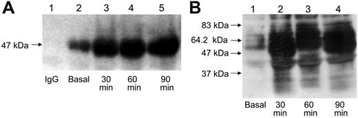 Figure 2. Immunoprecipitation and biotinylation of TF in platelet membranes. (A) Platelet membrane TF in nonstimulated and TRAP-activated platelets for 30, 60, and 90 minutes was immunoprecipitated with the polyclonal α-TF antibody, and revealed with the α-TF MoAb. A TF band of approximately 47 kDa was detected, which was notably enhanced after activation. Lane 1 shows the lack of reaction when an irrelevant, nonspecific IgG replaced the polyclonal anti-TF antibody. Control hrTF migrated as an approximately 30-kDa major band and a minor band of approximately 60 kDa, and the TF bands disappeared when the anti-TF antibody was quenched with hrTF for 30 minutes before addition to the PVDF membrane, demonstrating the specificity of the reaction (not shown). (B) Resting and activated platelets were incubated with biotin for 30 minutes. The platelet membranes were immunoprecipitated with the polyclonal α-TF, and after electrophoresis and protein transfer, the PVDF membranes were revealed with streptavidin-HRP. Nonstimulated platelets express modest and nondistinctive TF-immunoreactive bands, which are markedly increased after TRAP stimulation.