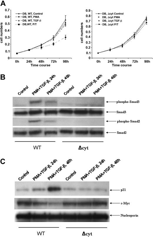 Figure 5. Effect of ectopically expressed TβRII on the responsiveness of DB cells to TGF-β treatment. (A) DB cells were transfected with either WT or Δcyt of TβRII. After transfection, cells (0.1 × 106 cells/mL) were treated with either medium alone, PMA (0.15 ng/mL), TGF-β (10 ng/mL), or PMA/TGF-β (10 ng/mL) for various periods of time. At the end of each time point, cell counts were performed. (B) An equal amount of nuclear lysates (30 μg) from WT- and Δcyt-transfected DB cells treated with PMA/TGF-β for the time points indicated were analyzed by Western blot analysis. The membranes were probed and reprobed after stripping with different antisera as indicated in (A). (C) An equal amount of nuclear lysates (30 μg) from WT- and Δcyt-transfected DB cells treated with PMA/TGF-β for the time points indicated were analyzed by Western blot analysis. The membranes were probed and reprobed after stripping with different antisera as indicated above.