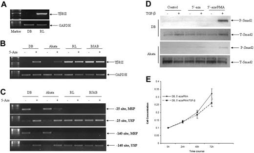 Figure 6. Defective expression of TβRII was associated with promoter methylation in B-cell lymphoma cell lines. (A) RT-PCR analysis of TβRII transcription in DB and RL cells. Total RNAs (2 μg) from DB and RL cells were used for cDNA synthesis using a primer pair corresponding to full-length cDNA. (B) RT-PCR analysis of TβRII transcription in B-cell lymphoma cell lines before and after 5′-azacytidine treatment. (C) Methylation status of TβRII gene promoter in B-cell lymphoma cell lines before and after 5′-azacytidine treatment. Methylation-specific PCR (MSP) and unmethylation-specific PCR (USP) corresponding to −25 and −140 promoter regions were performed using bisulphate-modified DNA as template. (D) Status of phospho-Smad2 in DB and Akata cells after 5′-azacytidine. An equal amount of whole-cell lysates (60 μg) from DB and Akata cells before and after 5′-azacytidine treatment were analyzed by Western blot analysis. The membranes were stripped and reprobed with total-Smad2 as indicated above. (E) Treatment with 5′-azacytidine rendered DB cells partially responsive to TGF-β. Lymphoma cells were treated with 5′-azacytidine and PMA as described in Materials and methods. After 1 week, cells were plated at 0.1 × 106/mL and treated with TGF-β (10 ng/mL) for various time periods. At the end of each time point, cell counts were performed.