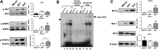 Figure 3. Downstream molecular mechanisms of CD34+ cells expressing high and low levels of Bcr-Abl. CD34+GFP+ cells were grown in SFM containing low GF for 7 days followed by preparation of total cell lysates for Western blotting and nuclear extracts for EMSA assays. (A) Results of Western blotting for total and phosphorylated AKT (n= 4), MAPK (n= 4), and STAT5 (n= 5) in control and Bcr-Abl–expressing cells. Representative blots are shown on the left, and cumulative results from densitometric analysis of multiple experiments are shown in the graphs on the right. Significance level comparing BAlo and BAhi cells is *P < .014. (B) We further analyzed the promoter-binding activity of STAT5 using electromobility shift assay (EMSA) (lanes 1-3). Specificity of binding is shown by blockage by addition of excess unlabeled probe to the binding reaction (lanes 4-6). The presence of STAT5 protein within the complex is shown by supershift following addition of anti-STAT5 antibodies to the binding reaction (lanes 7-9). (C) Western blot analysis of expression of antiapoptotic proteins Bcl-XS/L, Mcl-1, and Bcl-2. Representative blots are shown on the left and cumulative results from densitometric analysis of multiple experiments are shown in the graphs on the right.