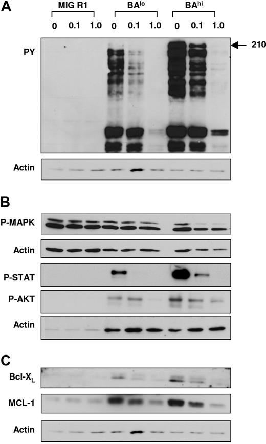 Figure 5. Effect of IM treatment on Bcr-Abl kinase activity and downstream signaling pathways in CD34+ cells expressing low and high levels of Bcr-Abl. CD34+GFP+ cells were cultured in SFM with low GF with 0, 0.1, and 1.0 μM IM for 16 hours, following which protein extracts were prepared and Western blotting was performed. In each case, blots were reprobed with antiactin antibodies to determine sample loading. Representative blots are shown. Cumulative results of densitometry from multiple experiments are shown in Tables 1–2. (A) Western blotting with antiphosphotyrosine antibodies. (B) Western blotting with anti–P-MAPK, anti–P-AKT, and anti–P-STAT5 antibodies. (C) Western blotting with anti–Bcl-XS/L and anti–Mcl-1 antibodies.