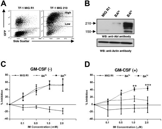 Figure 6. Effect of IM on growth of TF-1 BCR/ABL cell line expressing high and low levels of Bcr-Abl. (A) TF-1 hematopoietic cells were transduced with MIG R1 and MIG 210 retrovirus as described in “Patients, materials, and methods.” GFP-low (TF-1-BAlo) and GFP-high (TF-1-BAhi) populations were selected from MIG 210–transduced cells by flow cytometry sorting as shown. A single GFP+ population was selected from MIG R1–transduced cells. Cells were maintained with 2 ng/mL GM-CSF. (B) Bcr-Abl protein expression in transduced cells was assessed by Western blotting using anti-Abl antibodies. Blots were reprobed with an antiactin antibody to check sample loading. A representative blot is shown. The ratio of intensity of Bcr-Abl to actin for TF-1 BAlo and TF-1 BAhi cells from multiple experiments was 0.44 ± 0.20 and 0.93 ± 0.13, respectively (n= 4, P < .012). (C-D) TF1-1/GFP+ cells were plated at density of 10 000 cells/well in absence of GM-CSF or in presence of 1 ng/mL GM-CSF in the presence of graded concentrations of IM as shown and viable cells present after 72 hours culture assessed in a MTS assay. The results shown represent 3 independent experiments in which each experimental point was the mean of triplicate determinations. Significance levels comparing BAlo versus BAhi cells are *P= .078; **P= .025; and ***P= .056.
