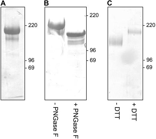 Figure 2. Purification and identification of the ED2 antigen as rat CD163. (A) The approximately 175-kDa ED2 antigen was immunoaffinity purified from rat spleen, electrophoresed, blotted, and stained with Coomassie Brilliant Blue. (B) Analysis of N-linked glycosylation of the CD163/ED2 antigen by endoglycosidase F treatment. (C) SDS-PAGE of CD163/ED2 antigen under reducing (+DTT, 175 kDa) or nonreducing (−DTT, 145 kDa) conditions. All samples were run on 10% SDS-PAGE under reducing conditions (+DTT) unless indicated otherwise.