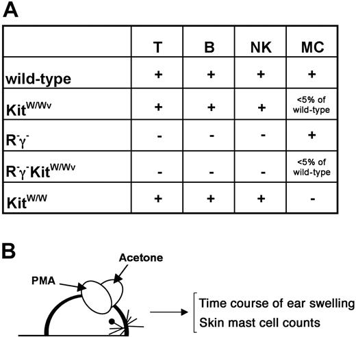 Figure 1. Mouse mutants and experimental outline to assess mast cells in normal and inflamed skin. (A) Genotypes and their impact on lymphocytes (T cells, B cells, NK cells) and on mast cells are indicated. The generation of new compound mutants is explained in the text. (B) Experimental outline. Mice were treated topically on one ear with PMA in acetone and on the contralateral ear with acetone (solvent) alone 3 times per week. Ear thickness was measured in regular intervals (see Figure 3) during the course of the treatment. After 6 weeks, numbers of mast cells in the ears were determined histologically.