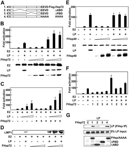 Figure 1. Hsp72 augments EBNA2 and EBNALP coactivation. (A) Schematic depiction of Hsp72 and Hsp72 mutants. (B) Hsp72 overexpression augments EBNALP coactivation with EBNA2 of the LMP1 promoter (LMP1p). BJAB B lymphoblasts were transfected with 5 μg LMP1p-Luciferase reporter plasmid, 10 μg EBNA2 expression plasmid (E2 +), 10 μg EBNALP expression plasmid (LP +), 10, 30, or 50 μg Flag-tagged Hsp72 expression plasmid (FHsp72), 2 μg β-gal transfection control expression plasmid, and an appropriate amount of control pSG5 expression vector DNA so that cells were transfected with equal amounts of DNA. Luciferase and β-gal activity activities were measured 24 hours after transfection. Luciferase activities were corrected for β-gal activity. EBNA2, EBNALP, and FHsp72 expression were determined by Western blotting with PE2, JF186, and M2 (Flag epitope specific) antibodies. (C) To assess the effect of Hsp72 overexpression on EBNA2 and EBNALP coactivation with varying levels of EBNALP, BJAB cells were transfected with 5 μg LMP1p-Luciferase reporter plasmid, 10 μg EBNA2 expression plasmid (E2 +), 1, 3, or 5 μg EBNALP (LP +) expression plasmid, 30 μg FHsp72 expression plasmid, or vector DNA to balance plasmid input for each transfection and processed as in panel B. (D) EBV latency I infected Akata BL cells were transfected with 10 μg EBNA2, 10 μg EBNALP, 10, 30, or 50 μg FHsp72, and appropriate amounts of control expression vector. LMP1 expression was assayed by Western blot with S12 mouse monoclonal antibody at 48 hours after transfection. (E) The effect of Hsp40 overexpression on EBNA2 and EBNALP coactivation of the LMP1p was assessed using a protocol identical to that in panel B except for FHsp40 expression vector instead of Fhsp72. (F) The effect of Hsp72 or Hsp72 mutants on EBNA2 and EBNALP coactivation of the LMP1p was assessed using a protocol similar to that used in panel B with 30 μg FHsp72 or FHsp72 mutant expression plasmids. (G) The association of EBNALP with Hsp72 and Hsp72 mutants was assessed in BJAB cells after transfection with 10 μg EBNALP and 10 μg FHsp72 or FHsp72 mutant expression plasmids. Lysates were immune precipitated with M2 Flag epitope–specific beads and Western blotted with JF186 monoclonal antibody to EBNALP. EBNALP input (5%) is shown. Lane 1 (C) is a control IP with M2 antibody in the absence of Flag tagged Hsp72 expression. Error bars indicate one standard deviation from the mean for data from multiple experiments in this and in subsequent figures.