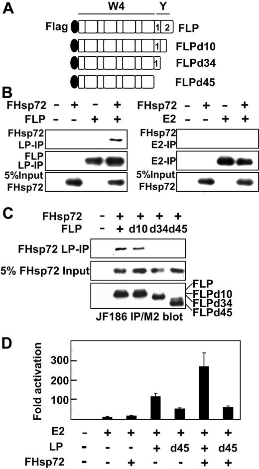 Figure 2. Hsp72 association and coactivation with EBNALP or EBNALP C-terminal deletion mutants in BJAB cells. (A) Schematic depiction of N-terminally Flag-tagged EBNALP or EBNALP C-terminally deleted mutant proteins, FLP, FLPd10, FLPd34, and FLPd45. (B) EBNALP associates with Hsp72 and EBNA2 does not. BJAB cells were transfected with 10 μg FHsp72 expression vector and with 10 μg EBNA2 or EBNALP expression vector. Lysates were immune precipitated with PE2 (E2) or JF186 (LP) followed by Western blot analysis with M2, PE2, or JF186 antibody. Five percent of FHsp72 input is shown. (C) Hsp72 associates with FLP or FLPd10, but not with FLPd34 or FLPd45. BJAB cells were transfected with 10 μg FHsp72 expression vector or empty expression vector and with 10 μg FLP, FLPd10, FLPd34, FLPd45, or control expression vector. Lysates were immune precipitated with JF186 antibody to EBNALP followed by immune blot analysis with M2 or JF186 antibody. Five percent of FHsp72 input is shown. (D) Hsp72 augments EBNALP, but not EBNALPd45, coactivation with EBNA2. BJAB cells were transfected with 10 μg EBNA2, EBNALP, or EBNALPd45, and FHsp72 expression vector, 5 μg LMP1p-Luciferase Reporter, 2 μg β-gal control plasmid, and sufficient pSG5 vector to achieve equivalence in DNA input. Assays were done after 24 hours.