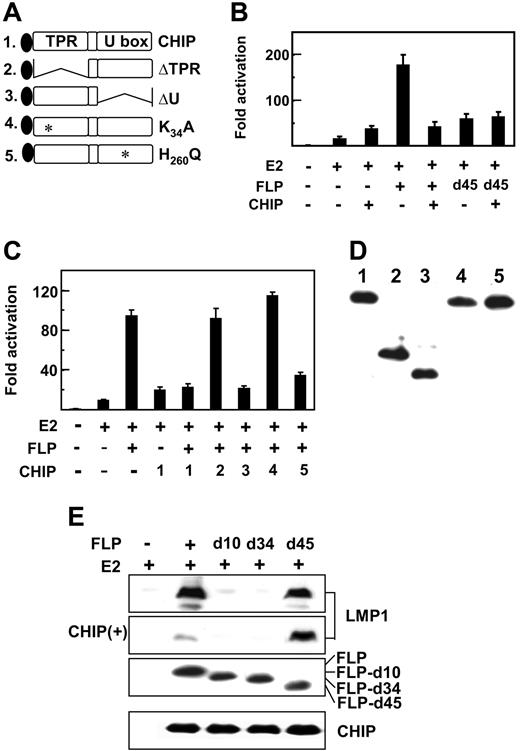 Figure 3. CHIP coactivates with EBNA2 and inhibits EBNALP and EBNA2 coactivation. (A) Schematic diagram of Flag-tagged CHIP and CHIP deletion or point mutant proteins, CHIPΔTPR, CHIPΔU, CHIPK30A, and H260Q. (B-C) CHIP inhibits EBNALP, but not EBNALPd45, coactivation with EBNA2 in BJAB cells. BJAB cells were transfected with 10 μg E2, FLP, or FLPd45, or 30 μg CHIP or CHIP mutant expression vectors, 5 μg LMP1p-Luciferase reporter plasmid, 2 μg β-gal control expression plasmid, or vector DNA to balance the amount of transfected DNA. Assays were done after 24 hours. (D) Relative expression levels of CHIP or CHIP mutant proteins after expression for 24 hours in BJAB cells. Flag-tagged CHIP proteins were detected by immune blot with M2 antibody. (E) EBV latency I Akata BL cells were transfected with 10 μg E2 and 10 μg FLP, FLPd10, FLPd34, or FLPd45 expression vector and after 48 hours immune blotted for LMP1 expression. CHIP(+) indicates an immune blot from cells that were also transfected with 30 μg CHIP expression plasmid.