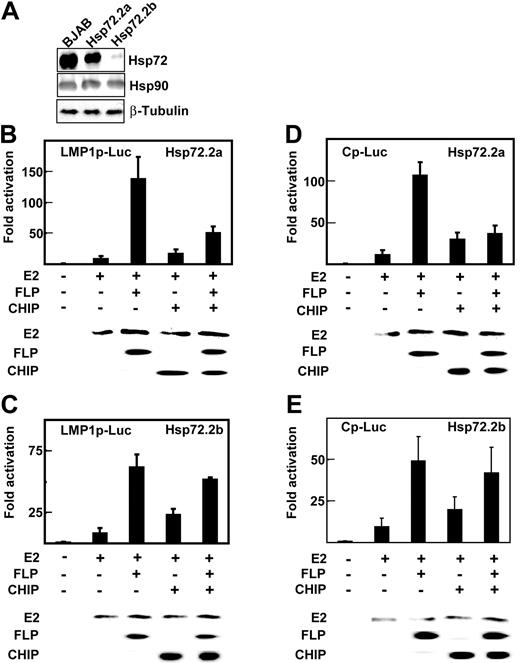 Figure 4. Hsp72 knockdown decreases EBNALP coactivation with EBNA2 and CHIP inhibition of EBNA2 and EBNALP coactivation. (A) Lysates of BJAB cells and BJAB cell clones 2a and 2b, which are stably transfected with psiRNA-Hsp72, were immune blotted with rabbit antibody to Hsp72 and mouse monoclonal antibodies to Hsp90 or β-tubulin. (B-E) Hsp72.2a BJAB cells that are 50% Hsp72 deficient or Hsp72.2b BJAB cells that are 90% Hsp72 deficient were transfected with 10 μg E2, 0 or 10 μg FLP, 30 μg Flag-tagged CHIP (CHIP) expression vector, and appropriate amounts of control expression vector, 2 μg β-gal control plasmid, and 5 μg LMP1p-Luciferase or Cp-Luciferase reporter plasmids. Cells were assayed for Luciferase activity after 24 hours. EBNA2, EBNALP, and CHIP expression were monitored by immune blot with specific antibodies.