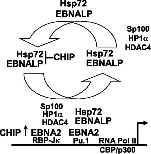 Figure 5. Proposed model of the role of Hsp72 and CHIP in EBNALP coactivation of EBNA2-mediated transcription. Hsp72 stably associates with EBNALP and chaperones EBNALP through transient interaction with EBNA2 and more stable interactions with Sp100, HDAC4, and HP1α repressor complexes.4,25,59 EBNALP shuttles Sp100, HDAC4, and HP1α from EBNA2-responsive promoters to other nuclear or cytoplasmic locations,4,59 and thereby coactivates with EBNA2 in enabling RNA polymerase II complex assembly and transcription. CHIP can downmodulate the Hsp72 effect on EBNALP coactivation with EBNA2, but also can have a positive effect on EBNA2 in the absence of EBNALP.