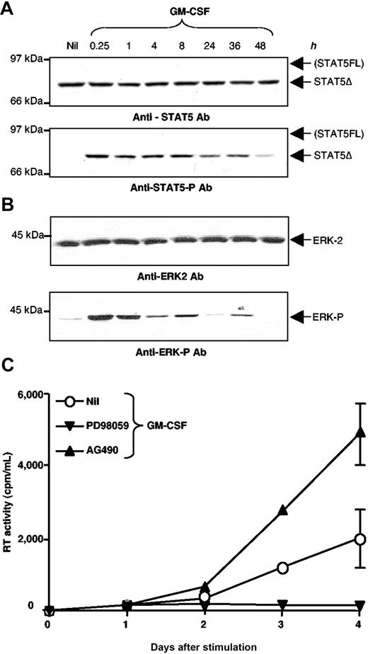 Figure 2. GM-CSF induces an early and long-lasting activation of STAT5Δ, ERK2, and a later up-regulation of HIV expression in U1 cells. (A) STAT5Δ expression (upper panel) and activation (lower panel) was assessed by incubation with the same Ab indicated in Figure 1, and by Western blotting of WCE of U1 cells stimulated with GM-CSF and collected at the indicated times after stimulation. STAT5Δ activation was detected for at least 48 hours after cytokine stimulation. (B) ERK-2 activation persisting up to 36 h after GM-CSF stimulation of U1 cells was demonstrated by Western blotting, using either anti-ERK-2 (upper panel) or anti-phosphorylated-ERK (lower panel) Ab. (C) Opposite effects of PD98,059 and AG490 on GM-CSF induced HIV-1 expression in U1 cells. U1 cells were stimulated with GM-CSF (20 ng/mL) in the presence or absence of the ERK inhibitor PD98,059 (20 μM) or the JAK2/JAK3 inhibitor tyrphostin AG490 (200 μM). Culture supernatants were collected daily to measure RT activity production and accumulation. The results shown were obtained in a single experiment representative of three independently performed in duplicate cultures (mean ± standard deviation).