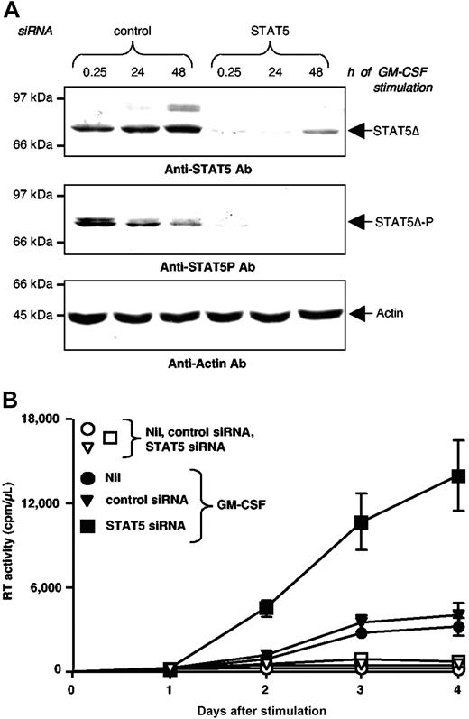 Figure 3. Silencing of STAT5Δ expression enhances GM-CSF stimulated HIV production in U1 cells. (A) Western blot analysis of U1 cells electroporated with either control or STAT5 siRNA. Twenty-four hours after siRNA electroporation, U1 cells were stimulated with GM-CSF and their WCE were prepared at the indicated time points. Membranes were hybridized with anti-STAT5 mAb (upper panel), anti-phospho-STAT5 mAb (middle panel), and anti-α-actin Abs (lower panel). (B) U1 cells were electroporated with STAT5 or control siRNA and 24 hours later they were either left unstimulated (Nil) or were stimulated with GM-CSF (20 ng/mL). HIV-1 production was measured by RT activity in culture supernatants. The results shown were obtained in a single experiment representative of five independently performed in triplicate cultures (mean ± standard deviation).