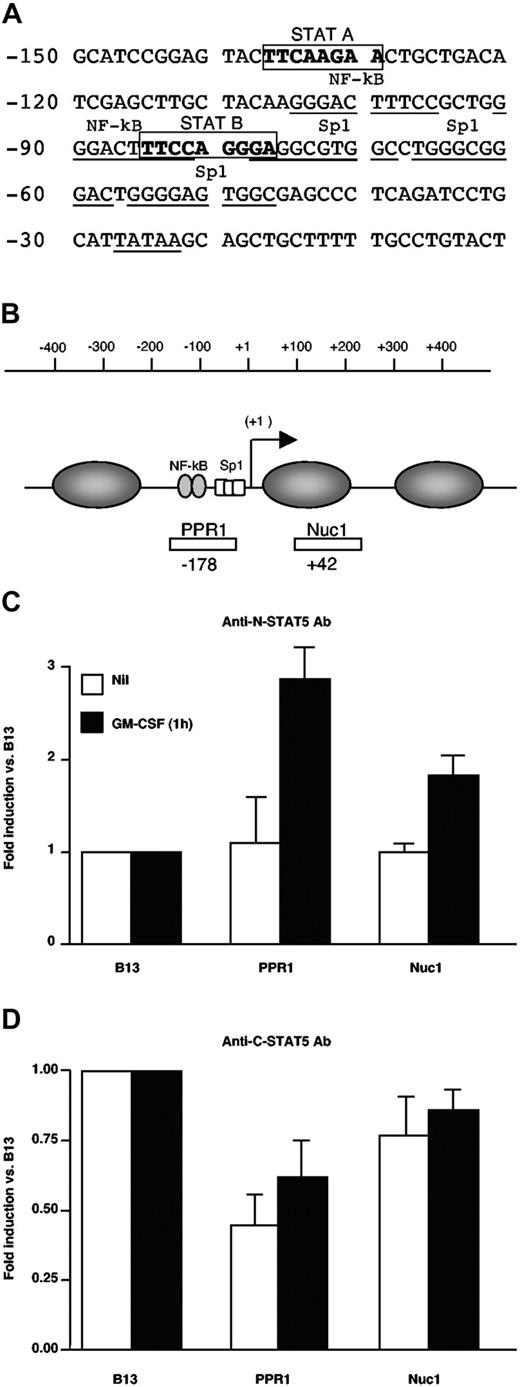 Figure 4. STAT5Δ binds to the HIV-1 LTR in living U1 cells. (A) Identification of 2 putative STAT binding sites (STAT A and STAT B) in the U3 region of the HIV-1 LTR according to TFSEARCH software (see “Materials and methods”). (B) Positions of primers and TaqMan probes selected to amplify 2 regions in the LTR promoter represented with regard to the transcription start site (+1) and encompassing the putative STAT5 binding sites. The numbers below the investigated segments indicate the location of the 5′ primer used for amplification. For each analyzed region, the amounts of chromatin immunoprecipitated after 1 hour of GM-CSF stimulation vs. unstimulated cells by polyclonal Ab against STAT5-N (C) or STAT5-C (D) are shown. The percentage of input chromatin for the 2 LTR regions indicated in panel B was normalized to that of the unrelated genomic region B13. The results are expressed as fold enrichment over B13-related levels. These results were obtained in a single experiment representative of two independently performed. Real-time PCR (TaqMan) was performed in triplicate in each experiment (mean ± standard deviation).