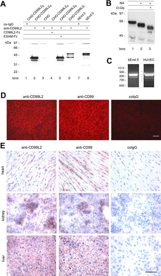 Figure 2. Expression of CD99L2 on endothelial cells. (A) Immunoblots of cell lysates of CHO cells stably transfected with the short E3—E4 splice variant (CD99L2s; lanes 1-2 and 4-5), with the long E3A-E3-E4 splice variant of mouse CD99L2 (CD99L2l; lane 6), or mock-transfected (lane 3), and of lysates of bEnd.5 endothelioma cells (lanes 7-8) were analyzed with preimmune serum IgG (co-IgG, lanes 1 and 7) or affinity purified antibodies against CD99L2 (anti-CD99L2, lanes 2-6, 8). To control the specificity anti-CD99L2 antibodies were preincubated either with recombinant CD99L2-Fc (lane 4) or with ESAM-Fc (lane 5). (B) Purified CD99L2-Fc was digested without enzymes or with neuraminidase (NA) or with neuraminidase and O-glycosidase (O-Gly), followed by immunoblotting with peroxidase-conjugated anti human IgG antibodies. (C) Detection of CD99L2 splice variants in bEnd.5 endothelioma cells and HUVEC by RT-PCR. (D) Immunofluorescence staining of bEnd.5 endothelioma cells with affinity purified antibodies against CD99L2 and negative control IgG from the respective preimmune serum (as indicated). First antibodies were detected with Cy3-conjugated secondary antibodies and visualized by fluorescence microscopy. Bar = 20 μm. (E) Immunoperoxidase staining of cryostat sections of mouse heart, kidney, and liver with affinity-purified antibodies against mouse CD99L2, mouse CD99, and control rabbit IgG from preimmune serum (as indicated). Tissue sections were incubated with first antibodies, followed by washing and incubation with secondary and tertiary reagent. Bar = 70 μm