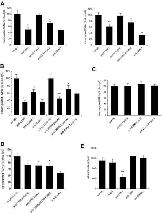 Figure 6. Antibodies against CD99L2 and CD99 block transendothelial migration of neutrophils in vitro. (A) Antibodies against CD99 or CD99L2 inhibit transendothelial migration of PMNs through a bEnd.5 monolayer. Bone-marrow derived PMNs were allowed to transmigrate for 30 minutes through a monolayer of bEnd.5 cells grown on transwell filters in the presence of 100 ng/mL KC in the lower chamber. Endothelial cells were incubated for 30 minute with 30 μg/mL of antibody before the start of the assay as indicated. Left panel: with preimmune control IgG (co-IgG) or affinity purified anti-CD99 IgG (anti-CD99) or F(ab′)2 fragments of control IgG (co-IgG F(ab′)2) or anti-CD99 IgG (anti-CD99 F(ab′)2) or a monoclonal antibody against ICAM-1 (anti-ICAM-1). **, P < .01 anti-CD99 versus co-IgG; *, P < .05 anti-CD99 F(ab′)2 versus co-IgG F(ab′)2. Right panel: with preimmune control IgG (co-IgG) or affinity purified anti-CD99L2 IgG (anti-CD99L2) or F(ab′)2 fragments of control IgG (co-IgG F(ab′)2) or anti-CD99L2 IgG (anti-CD99L2 F(ab′)2) or a monoclonal antibody against ICAM-1 (anti-ICAM-1). **, P < .01 anti-CD99 versus co-IgG; *, P < .05 anti-CD99 F(ab′)2 versus co-IgG F(ab′)2. Antibodies remained present during the assay. (B) After preincubation of the endothelial cells with the indicated antibodies, the antibodies either remained present during the assay (first 4 bars) or were washed away before adding the PMNs (indicated by “pre-inc.” underneath the last 4 bars). ***, P < .001 anti-CD99 versus co-IgG; **, P < .01 anti-CD99L2 versus co-IgG; ***, P < .001 anti-CD99 pre-inc. versus co-IgG pre-inc. *, P < .05 anti-CD99L2 pre-inc. versus co-IgG pre-inc. (C) PMNs were preincubated with medium without antibody (w/o Ab) or with F(ab′)2 fragments of control IgG (co-IgG F(ab′)2), or anti-CD99 IgG (anti-CD99 F(ab′)2) or anti-CD99L2 IgG (anti-CD99L2 F(ab′)2). Antibodies were washed away before adding the PMNs into the assay. Each panel is representative of at least 3 experiments; each measurement was done in triplicate. (D) No additive effect of anti-CD99 and anti-CD99L2 F(ab′)2-fragments: experiments were done as in (A), endothelial cells were preincubated with F(ab′)2 fragments of control IgG (co-IgG F(ab′)2), anti-CD99L2 F(ab′)2 (anti-CD99L2 F(ab′)2), anti-CD99 F(ab′)2 (anti-CD99 F(ab′)2), or a mixture of anti CD99L2 and CD99 F(ab′)2 (anti CD99L2/CD99 F(ab′)2), or with monoclonal antibody against ICAM-1 (anti-ICAM-1). (E) Binding of PMNs to endothelial cells is not affected by antibodies against CD99 or CD99L2. Bone-marrow derived PMNs were allowed to adhere to a monolayer of bEnd.5 cells in the absence of antibody (w/o Ab) or in the presence of control antibodies (co-IgG) or antibodies against LFA-1 (anti-LFA-1), affinity-purified antibodies against CD99 (anti-CD99) or CD99L2 (anti-CD99L2). ***, P < .001 anti-LFA-1 vs. co-IgG. Statisitical analysis was done by Student t test. Each panel is representative of at least 3 experiments; each measurement was done in triplicate.