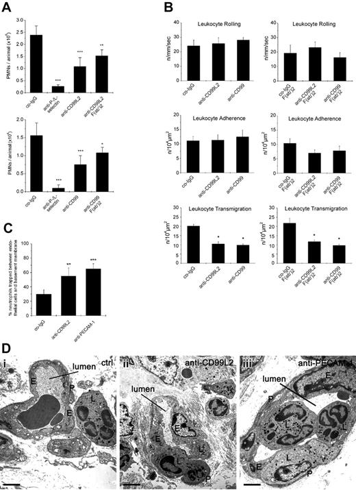 Figure 7. Antibodies against CD99L2 and CD99 inhibit neutrophil extravasation in vivo by blocking diapedesis. (A) Peritonitis assay: mice were intravenously injected with 50 μg antibody: preimmune control IgG (co-IgG) for negative controls, or with monoclonal antibodies against P-selectin and L-selectin (anti-P-/L-selectin) for positive controls, or with affinity purified anti-CD99L2 IgG (anti-CD99L2) or F(ab′)2 fragments of anti-CD99L2 IgG (anti-CD99L2 F(ab′)2) (upper panel) or with affinity purified anti-CD99 IgG (anti-CD99) or F(ab′)2 fragments of anti-CD99 IgG (anti-CD99 F(ab′)2) (bottom panel) in PBS immediately followed by intraperitoneal administration of thioglycollate. Peritoneal leukocytes were removed at 4 hours after stimulation, and neutrophil counts were determined. Results represent 3 independent experiments, for each determination of each experiment 5 mice were analyzed. Left panel, ***, P < .001 anti-P-/L-selectin versus co-IgG; ***, P < .001 anti-CD99L2 versus co-IgG; **, P < .01 anti-CD99L2 F(ab′)2 versus co-IgG. Right panel: ***, P < .001 anti-P-/L-selectin versus co-IgG; ***, P < .001 anti-CD99L2 versus co-IgG; *, P < .05 anti-CD99L2 F(ab′)2 versus co-IgG. Statistical analysis was done by Student t test. (B) Intravital microscopy of cremaster muscle venules: mice were intrascrotally stimulated with IL-1β and intravenously injected with 50 μg antibody of preimmune control IgG (co-IgG), or affinity-purified anti-CD99L2 IgG (anti-CD99L2) or affinity-purified anti-CD99 IgG (anti-CD99) (left panels) or with 75 μg of control-IgG-F(ab′)2-fragments (co-IgG-F(ab′)2), or anti-CD99L2-F(ab′)2 or anti-CD99-F(ab′)2 (as indicated) (right panels). Four hours later, the cremaster muscle was surgically prepared, and the number of rolling leukocytes per second per millimeter of vessel diameter, the number of adherent leukocytes per 104 μm2 of venule surface area, and the number of extravasated leukocytes from cremasteric venules per 104 μm2 tissue area were determined by intravital near-infrared reflected light oblique transillumination microscopy. *, P < .05 versus co-IgG, statistical analysis was done by ANOVA. (C) Proportion of neutrophils trapped between endothelial cells and the basement membrane/pericyte layer in IL-1β treated cremaster muscle. Analysis was done by transmission electron microscopy. Animals were treated with preimmune control antibodies (co-IgG), anti-CD99L2 antibodies (anti-CD99L2), or with a mixture of 2 monoclonal antibodies against mouse PECAM-1 (anti-PECAM-1). The graph shows the number of neutrophils found between the endothelium and the underlying layer of basement membranes and pericytes, given as percentage of leukocytes that had passed the endothelial cell contacts. For each determination 30 to 52 randomly selected vessel segments were analyzed. (D) Electron micrographs of vessel segments of IL-1β activated cremaster muscle of mice treated with control antibody (ctrl: a), anti-CD99L2 antibodies (anti-CD99L2: b), or anti-PECAM-1 mAbs (anti-PECAM-1: c). E, endothelium; L, leukocyte; P, pericyte. The lumen of the vessel is indicated. Bar: 2 μm.