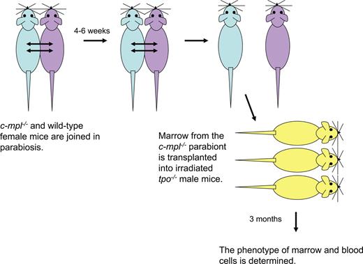Figure 1. Experimental design of parabiosis studies. c-mpl−/− and WT female 10- to 14-week-old mice were linked in parabiosis by suturing tissue from shoulder to hip. After 10 days, approximately 50% of the blood granulocytes and lymphocytes in each parabiont are of partner origin, demonstrating that the circulations are joined (data not shown). After 4 to 6 weeks, the parabionts are separated and the percentages of partner phenotype granulocytes in marrow and blood are assessed by flow cytometry for CD45.1 (PeP3b) and CD45.2 (c-mpl−/−; Experiment 1) or β-galactosidase activity (ROSA26; Experiment 2). The transfer of HSCs from the WT parabiont to the c-mpl−/− parabiont was quantitated by the transplantation of marrow cells into irradiated male tpo−/− recipients. The contribution WT HSCs to recipient hematopoiesis was assessed 3 months later. In each experiment, we proved that there was no recovery of endogenous tpo−/− marrow cells using Southern-blot analyses and probing for the Y-chromosome (data not shown). Methodologic details can be found in Abkowitz et al15 and Chen et al.16