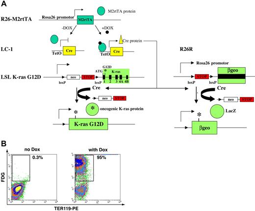Figure 1. Expression of oncogenic K-ras can be efficiently induced from its endogenous promoter by a Tet-on system. (A) Schematic representation of the tetracycline-inducible system, which involves in breeding 3 lines together. The first line is the M2rtTA transactivator driven from the endogenous Rosa26 promoter (R26-M2rtTA). The second line contains 2 alleles, cre recombinase driven by the Tet operator (LC-1) and a floxed β-galactosidase-neo (βgeo) reporter cassette at the endogenous Rosa26 locus (R26R). The third line is the conditional oncogenic K-ras at its endogenous locus. (B) TER119-negative cells were purified from individual embryos that carried all the alleles and were induced with or without doxycycline (Dox) for 42 to 48 hours. βGeo activity was detected by a fluorogenic substrate fluorescein di-β-D-galactopyranoside (FDG).