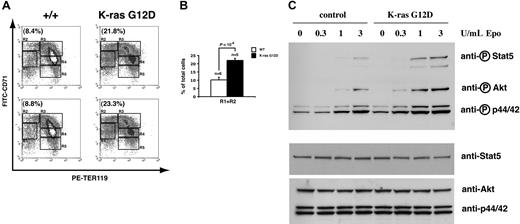 Figure 2. Expression of oncogenic K-ras from its endogenous promoter leads to a partial block of erythroid differentiation and hyperactivation of Epo-dependent signaling pathways. At E15.5, fetal liver cells were isolated from individual embryos that had been induced with doxycycline for the previous 42 to 48 hours. Cells were simultaneously stained for CD71 and TER119, and erythroid differentiation was analyzed (A). The percentages of R1 + R2 cells (predominantly primitive progenitor cells, including mature BFU-Es and CFU-Es) are shown in brackets on individual graphs (A) and further quantified (error bars represent standard deviations) (B). (C) TER119-negative cells were purified from individual E15.5 embryos, deprived of serum and growth factors for 30 minutes, then stimulated with various concentrations of Epo for 10 minutes. Phosphorylated and total levels of Stat5, p44/42 ERK, and Akt proteins were measured by Western blotting (see “Materials and methods”).