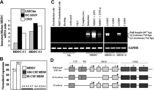 Figure 1. Expression of LSECtin mRNA in human MDDC. (A) Relative levels of LSECtin, DC-SIGN, and CD23 mRNA in immature and mature MDDC as determined by gene expression profiling using Codelink Whole Genome Bioarrays. (B) Relative levels of LSECtin mRNA in immature MDDC from two independent donors and monocyte-derived macrophages generated in the presence of either GM-CSF or M-CSF from three independent donors, as determined by gene expression profiling using Codelink Whole Genome Bioarrays. Values represent the intensity of expression normalized with the median of all the intensity values in the microarray. (C) Detection of LSECtin mRNA in hematopoietic cells, cell lines, and in vitro–generated monocyte-derived macrophages and dendritic cells. Total RNA was isolated from the indicated cells and cell lines and subjected to RT-PCR for amplification of the LSECtin coding region and GAPDH (as control). Analyzed RNA was obtained from endothelial cells from normal and HHT donors, resting and activated NK cells, the NK3 NK cell clone, peripheral blood T lymphocytes, MDM (interferon-γ-activated, CAMØ; IL-4-activated, AAMØ), immature or mature (with either lipopolysaccharide or tumor necrosis factor-α) MDDC, and the THP-1 and K562 leukemic cell lines. (D) Schematic representation of the structure of LSECtin mRNA species amplified by RT-PCR from monocyte-derived dendritic cells. Boxes represent the individual exons, and the arrowhead marks the position of the initiation methionine. Dark circles indicate the potential N-glycosylation sites.