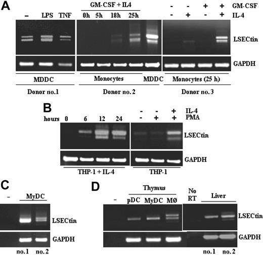 Figure 2. Cytokine-dependence of LSECtin mRNA levels in MDDC and detection of LSECtin mRNA in ex vivo peripheral blood and thymic dendritic cells. (A) Monocytes from three independent donors were treated for the indicated periods of time with either GM-CSF, IL-4, or both cytokines, or allowed to differentiate into MDDC and further matured with lipopolysaccharide or tumor necrosis factor-α. After RNA extraction from the distinct cell types, the coding region of the LSECtin mRNA was amplified and the resulting fragments resolved by agarose gel electrophoresis. (B) THP-1 leukemic myeloid cells were treated for the indicated periods of time with IL-4 alone (left panel) or for 96 hours in the presence of IL-4 and the differentiation-inducing agent PMA (right panel). After RNA extraction from the distinct cell types, the coding region of the LSECtin mRNA was amplified and the resulting fragments resolved by agarose gel electrophoresis. (C) RNA was extracted from human myeloid peripheral blood dendritic cells from three independent donors and LSECtin mRNA detected by RT-PCR. (D) RNA was extracted from human myeloid and plasmacytoid thymic dendritic cells, thymic macrophages, or liver biopsies from three independent donors and LSECtin mRNA detected by RT-PCR. In all cases, GAPDH mRNA was amplified as a control.