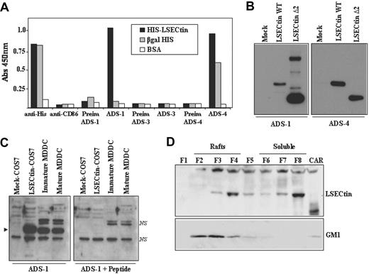 Figure 3. Expression of LSECtin in human MDDC. (A) Specificity of polyclonal antisera against LSECtin by enzyme-linked immunosorbent assay. High protein-binding 96-well plates were coated with either purified HIS-LSECtin, purified βgal-HIS, or BSA. After washing, wells were treated with either a monoclonal antibody against the HIS epitope (anti-His), a control monoclonal antibody (antiCD86), polyclonal antisera against LSECtin (ADS-1, ADS-3, ADS-4), or the corresponding preimmune sera. Bound antibodies were detected using HRP-conjugated goat antirabbit and goat antimouse polyclonal antisera. Quantification was done on a microplate enzyme-linked immunosorbent assay reader at 450 nm. (B) Specificity of polyclonal antisera against LSECtin by Western blot. Whole cell extracts were obtained from COS-7 cells transiently transfected with full-length LSECtin, the Δ2 LSECtin isoform (LSECtin Δ2), or mock-transfected cells (Mock). Ten micrograms of each whole cell extract was subjected to Western blot using the ADS-1 or ADS-4 polyclonal antisera specific for LSECtin. (C) Whole cell lysates were obtained from immature and mature MDDC, and 10 μg of each extract was subjected to Western blot using the ADS-1 anti-LSECtin polyclonal antiserum either alone (left panel) or in the presence of an excess of the immunizing peptide (right panel). Lysates from mock- and LSECtin-transfected COS-7 cells were included as controls. The position of the LSECtin protein is indicated by an arrowhead, and nonspecific bands are denoted as NS. (D) Immature MDDC were lysed in 1% Brij 98 lysis buffer at 37°C and fractionated by sucrose density gradient centrifugation. The low-density Brij 98-insoluble fractions 2-4 (lanes 2-4, Rafts) and the high-density Brij 98-soluble fractions 6-8 (lanes 6-8, soluble) were separated by 12.5% SDS-PAGE under reducing conditions, and the distribution of LSECtin was determined by immunoblotting. Cytoskeletal-associated Rafts (CAR), obtained by solubilization of the cell pellet with Brij98 + Octyl D-glucoside in lysis buffer, were analyzed in parallel (lane 9, CAR). Ten micrograms of each fraction was subjected to Western blot, and the distribution of LSECtin and ganglioside GM1 in the distinct fractions was determined by immunoblotting with the ADS-1 polyclonal antisera (LSECtin) or cholera toxin-HRP (GM1). The experiment was done on MDDC from two independent donors, and one of them is shown.