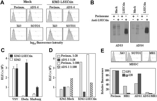 Figure 5. Pathogen-recognition ability of LSECtin. (A) Generation of LSECtin stable transfectants. K562 cells were transfected with an empty vector (Mock) or with an LSECtin expression vector (LSECtin) and grown in G418-containing selective medium. LSECtin expression was determined by indirect immunofluorescence with a polyclonal antiserum against LSECtin (ADS-4) or the SOTO1 anti-LSECtin monoclonal antibody. Preimmune polyclonal antiserum (Preimm.) and the supernatant from the P3 × 63 myeloma (X63) were used as controls. (B) Mock-transfected K562 cells (Mock) or K562-LSECtin cells stably transfected with full-length LSECtin (LSECtin) were surface-labeled with a water-soluble and membrane-impermeable biotin derivative (EZ-linked Sulfo-NHS-LC-Biotin; Pierce, Rockford, IL), washed, lysed, and immunoprecipitated with polyclonal antisera against LSECtin (left panel, ADS-3; right panel, ADS-4) or preimmune serum. Precipitated material was resolved by SDS-PAGE under reducing conditions and subjected to Western blot with HRP-streptavidin. (C) Binding of Ebola and Marburg pseudovirus to LSECtin-transfected cells. Mock-transfected and K562-LSECtin transfectants were challenged with vesicular stomatitis virus (VSV), Marburg or Ebola virus GP pseudotypes, and cells were assayed for luciferase expression 48 hours postinfection. (D) Inhibitory effect of the ADS-1 anti-LSECtin polyclonal antiserum on the Ebola pseudovirus binding to LSECtin. The experiment was performed like in D, but cells were preincubated for 10 minutes at room temperature with the preinmune or ADS-1 polyclonal antibodies before viral addition. (E) Binding of Ebola virus GP1 and HIV gp120 to MDDC. Cells were incubated with the recombinant proteins either in the absence or in the presence of antibodies against DC-SIGN (MR1), LSECtin (ADS-1), or both and binding measured by flow cytometry. Protein binding is measured as relative fluorescence, which indicates the binding observed in each experimental condition relative to the binding detected in the presence of preimmune antiserum (considered as 100). The level of expression of LSECtin and DC-SIGN in the assayed MDDC is illustrated in the upper panel.