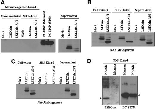 Figure 6. Binding specificity of LSECtin in dendritic cells and transfectants. Whole cell lysates from K562 cells stably transfected with full-length LSECtin(LSECtin), the Δ3/4 isoform (LSECtin Δ3/4), DC-SIGN, or mock-transfected (Mock) were loaded onto Mannan- (A), N-acetyl-glucosamine- (NAcGlc, B), or N-acetyl-galactosamine (NAcGal)-agarose (C) and retained proteins eluted with SDS sample buffer (SDS-eluted) and analyzed by Western blot using the ADS-1 anti-LSECtin polyclonal antiserum. As a control, aliquots from nonretained material (supernatant) were analyzed in parallel. (D) Whole cell lysates from monocyte-derived dendritic cells were loaded onto Mannan- or N-acetyl-glucosamine- (NAcGlc)-agarose and retained proteins eluted with SDS sample buffer (SDS-eluted) and analyzed by Western blot using polyclonal antisera against LSECtin (ADS-1) or DC-SIGN (DSG1).